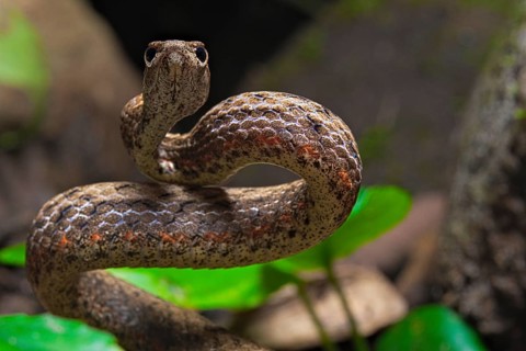 Mock viper (Psammodynastes pulverulentus)