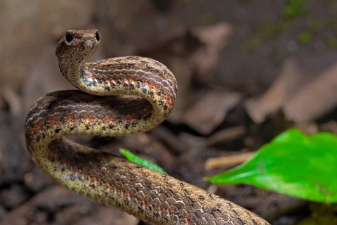 Mock viper (Psammodynastes pulverulentus)