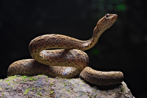 Mock viper (Psammodynastes pulverulentus)