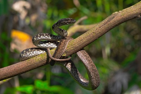Painted Mock Viper (Psammodynastes pictus)