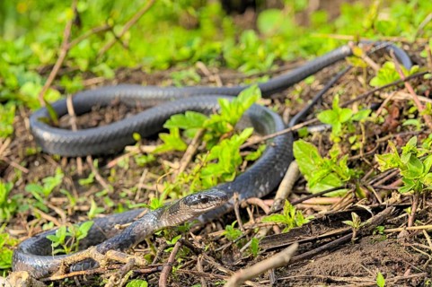Sulawesi Endemic Rat Snake (Ptyas dipsas)