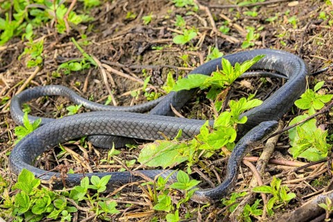Sulawesi Endemic Rat Snake (Ptyas dipsas)