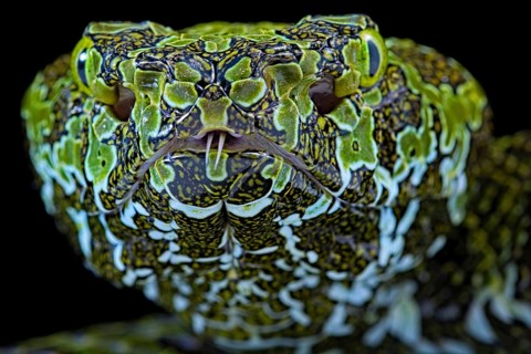 Mangshan's Pitviper (Protobothrops mangshanensis)