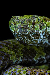 Mangshan's Pitviper (Protobothrops mangshanensis)