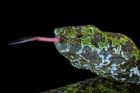 Mangshan's Pitviper (Protobothrops mangshanensis)