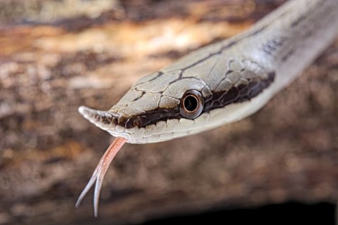 Rhinoceros ratsnake (Gonyosoma boulengeri)
