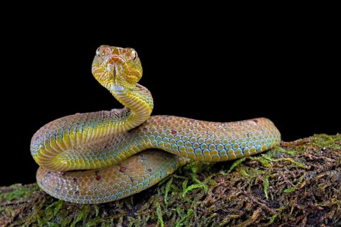 Philippines Pit Viper (Trimeresurus flavomaculatus)