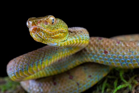 Philippines Pit Viper (Trimeresurus flavomaculatus)