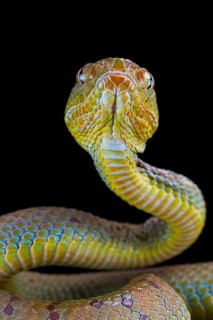 Philippines Pit Viper (Trimeresurus flavomaculatus)