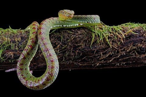 Philippines Pit Viper (Trimeresurus flavomaculatus)