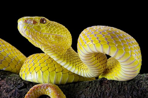 White-lipped island pit viper (Trimeresurus insularis)