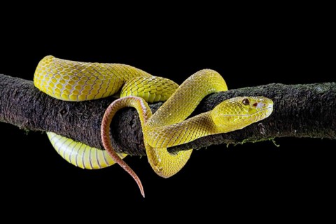 White-lipped island pit viper (Trimeresurus insularis)