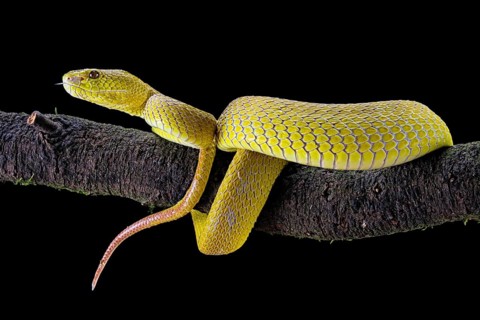 White-lipped island pit viper (Trimeresurus insularis)