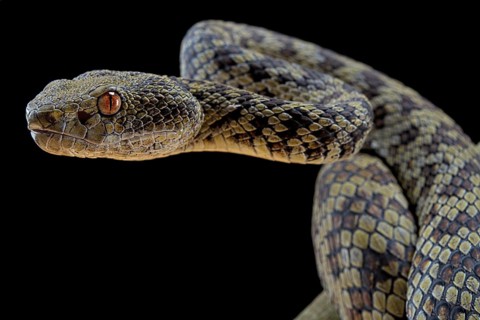 Hon Son Pit Viper (Trimeresurus honsonensis)