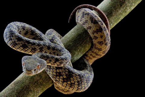 Hon Son Pit Viper (Trimeresurus honsonensis)