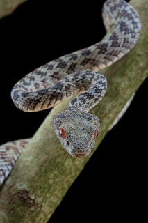 Hon Son Pit Viper (Trimeresurus honsonensis)
