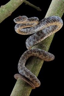 Hon Son Pit Viper (Trimeresurus honsonensis)