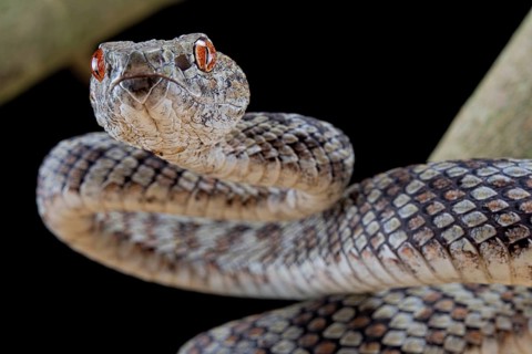 Hon Son Pit Viper (Trimeresurus honsonensis)
