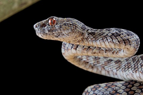 Hon Son Pit Viper (Trimeresurus honsonensis)