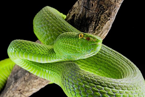 Green Pit Viper (Trimeresurus albolabris)