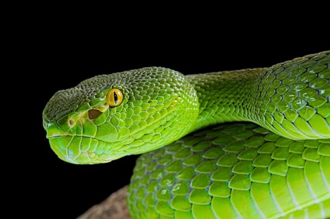 Green Pit Viper (Trimeresurus albolabris)