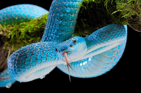 Sunda Island Pit Viper (Trimeresurus insularis)