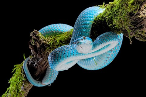 Sunda Island Pit Viper (Trimeresurus insularis)