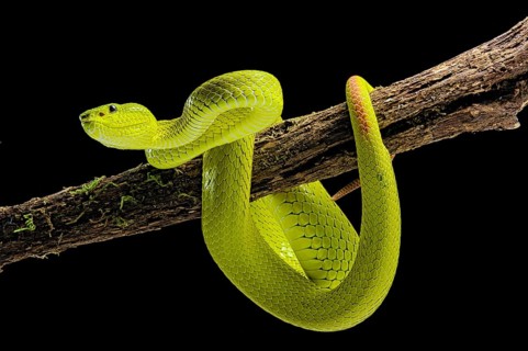 Flores Pit Viper (Trimeresurus insularis)