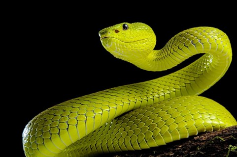 Flores Pit Viper (Trimeresurus insularis)