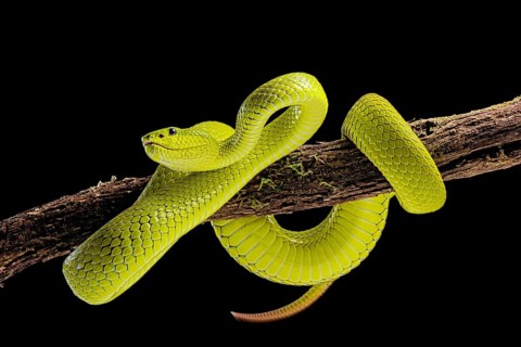 Flores Pit Viper (Trimeresurus insularis)