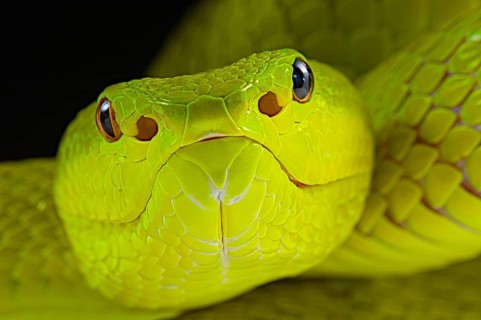 Flores Pit Viper (Trimeresurus insularis)