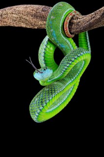 Hagen's green Pitviper (Trimeresurus hageni)