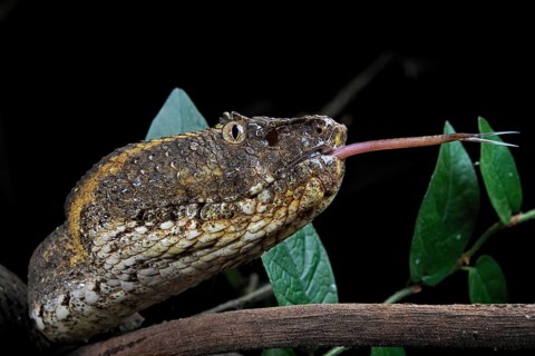 Javanese Pitviper (Trimeresurus puniceus)