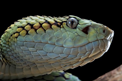 Malabar Pit Viper (Trimeresurus malabaricus)