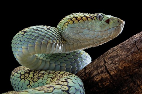 Malabar Pit Viper (Trimeresurus malabaricus)