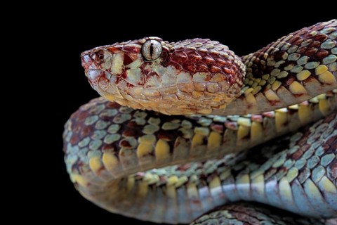 Malabar Pit Viper (Trimeresurus malabaricus)