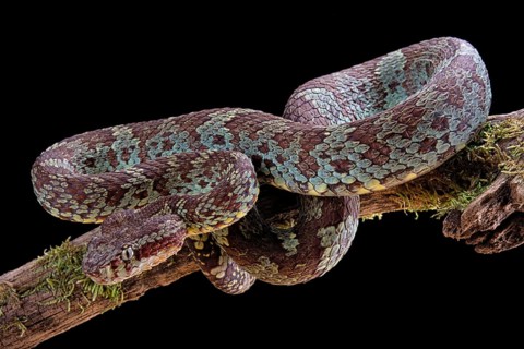 Malabar Pit Viper (Trimeresurus malabaricus)