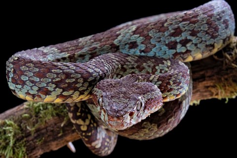 Malabar Pit Viper (Trimeresurus malabaricus)