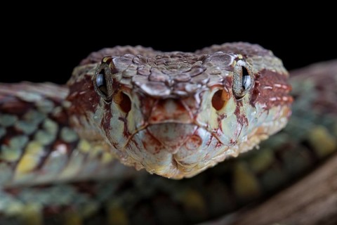 Malabar Pit Viper (Trimeresurus malabaricus)