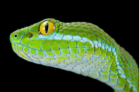 Large-eyed pitviper (Trimeresurus macrops)