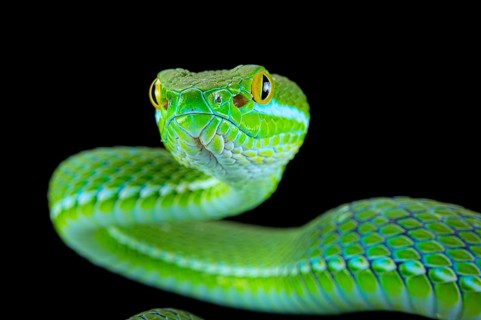 Large-eyed pitviper (Trimeresurus macrops)