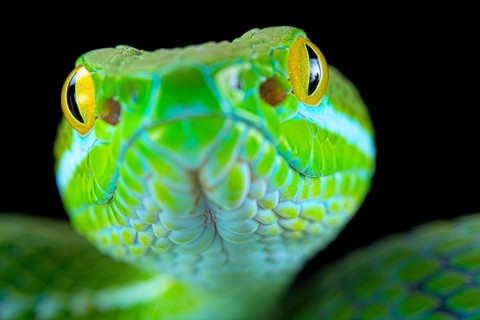 Large-eyed pitviper (Trimeresurus macrops)