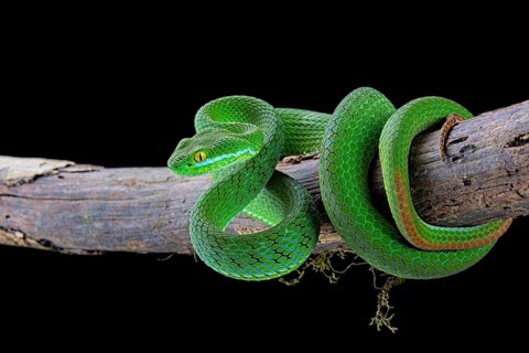 Large-eyed pitviper (Trimeresurus macrops)