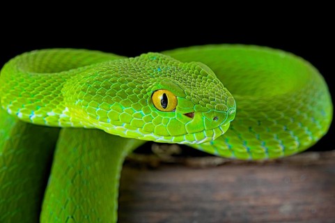 Large-eyed pitviper (Trimeresurus macrops)