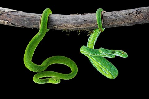 Large-eyed pitviper (Trimeresurus macrops)