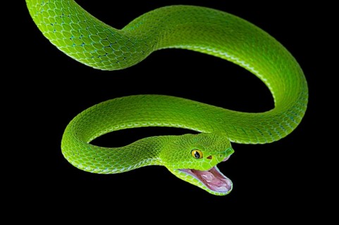 Large-eyed pitviper (Trimeresurus macrops)