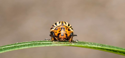 Colorado potato beetle (Leptinotarsa decemlineata) on a leaf