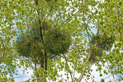 European mistletoe