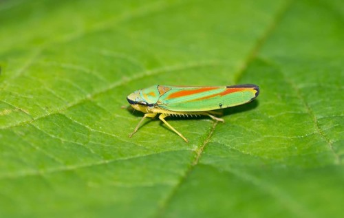 Rhododendron leafhopper (Graphocephala fennahi) sitting on sheet