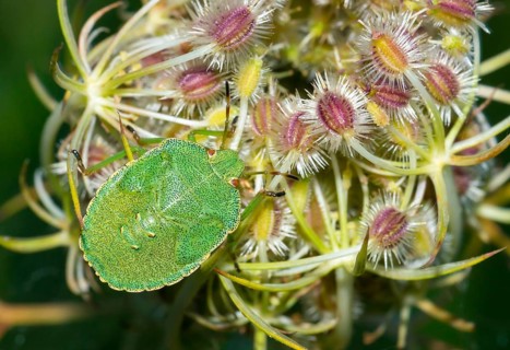 Green shield bug